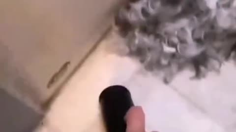 Dog discovers what a vacuum cleaner can do