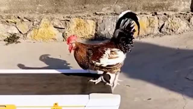 Cock stay fit | Funny animal exercise