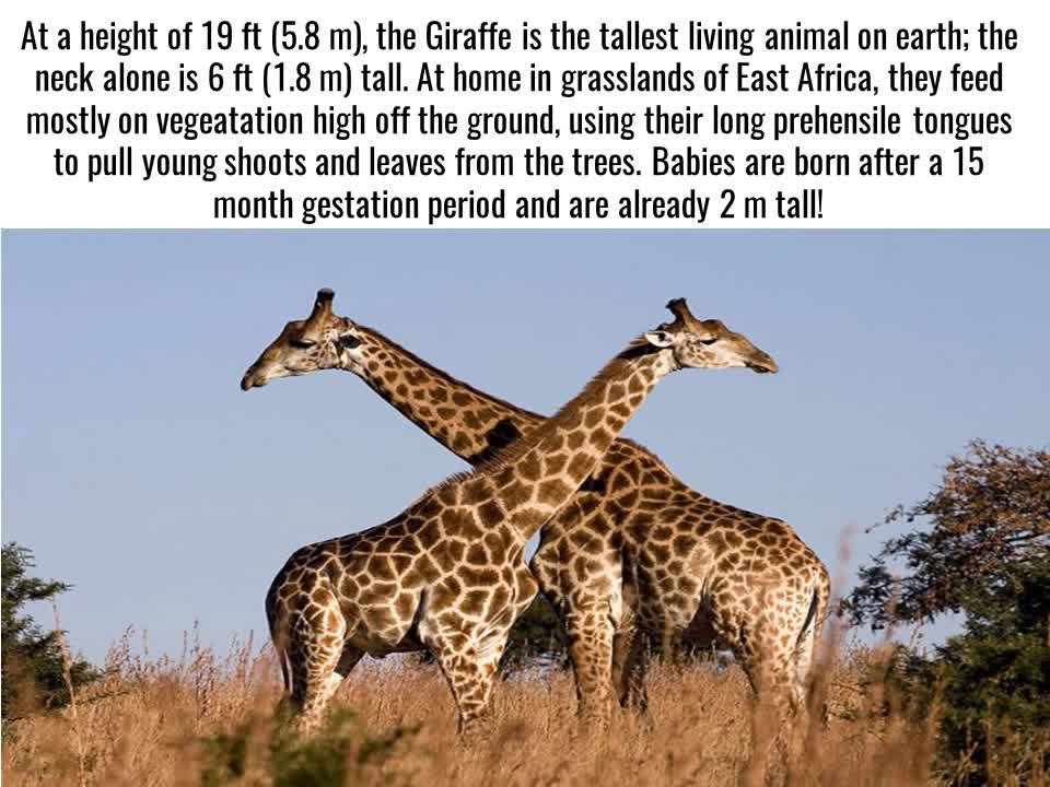 Top 10 Biggest Animals in the world