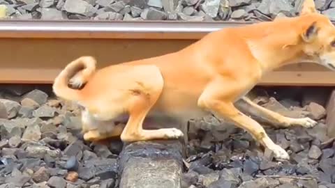 When the train went over the dog.