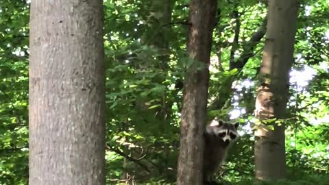 Watch how this raccoon climbs up,amazing animal ever