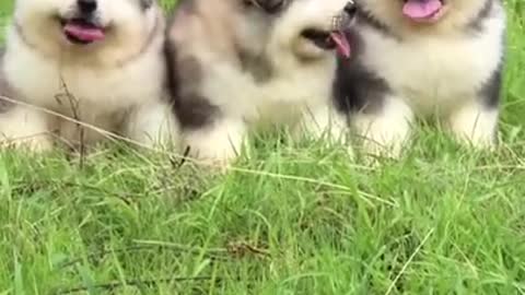 Three puppy are cute and funny