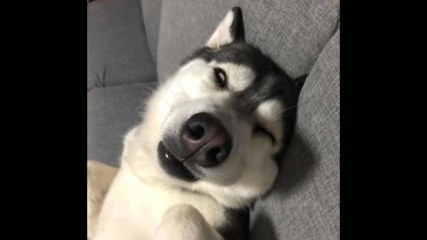 relax with your Husky