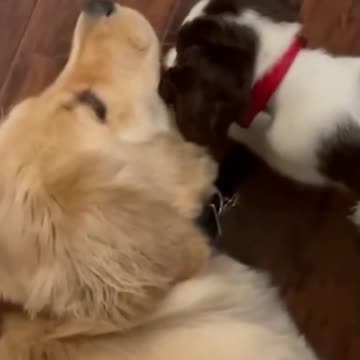 Springer Spaniel Puppy and Fluffy Golden Retriever Loving #goldenretriever #springerspaniel