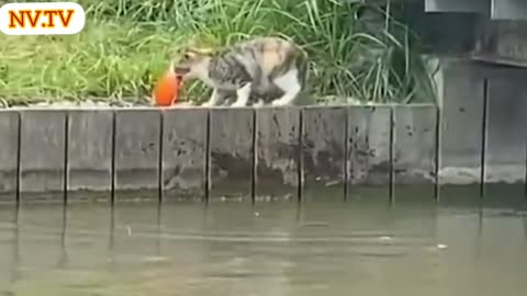 Gato prefere almoço fresquinho 😋