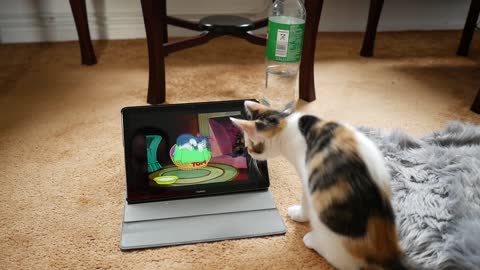 Kitten watching Tom and jerry