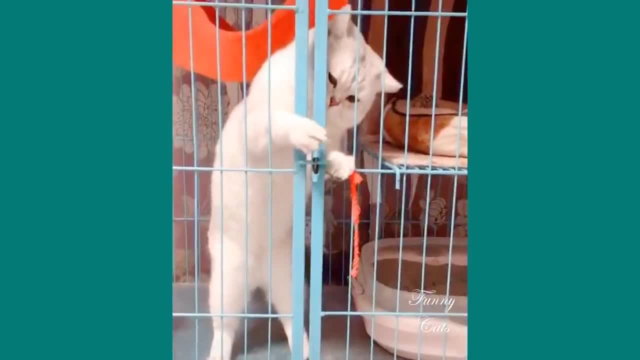 Funny Cats ✪ Cute Cats Video to Make You Laugh 😀😀😀😀