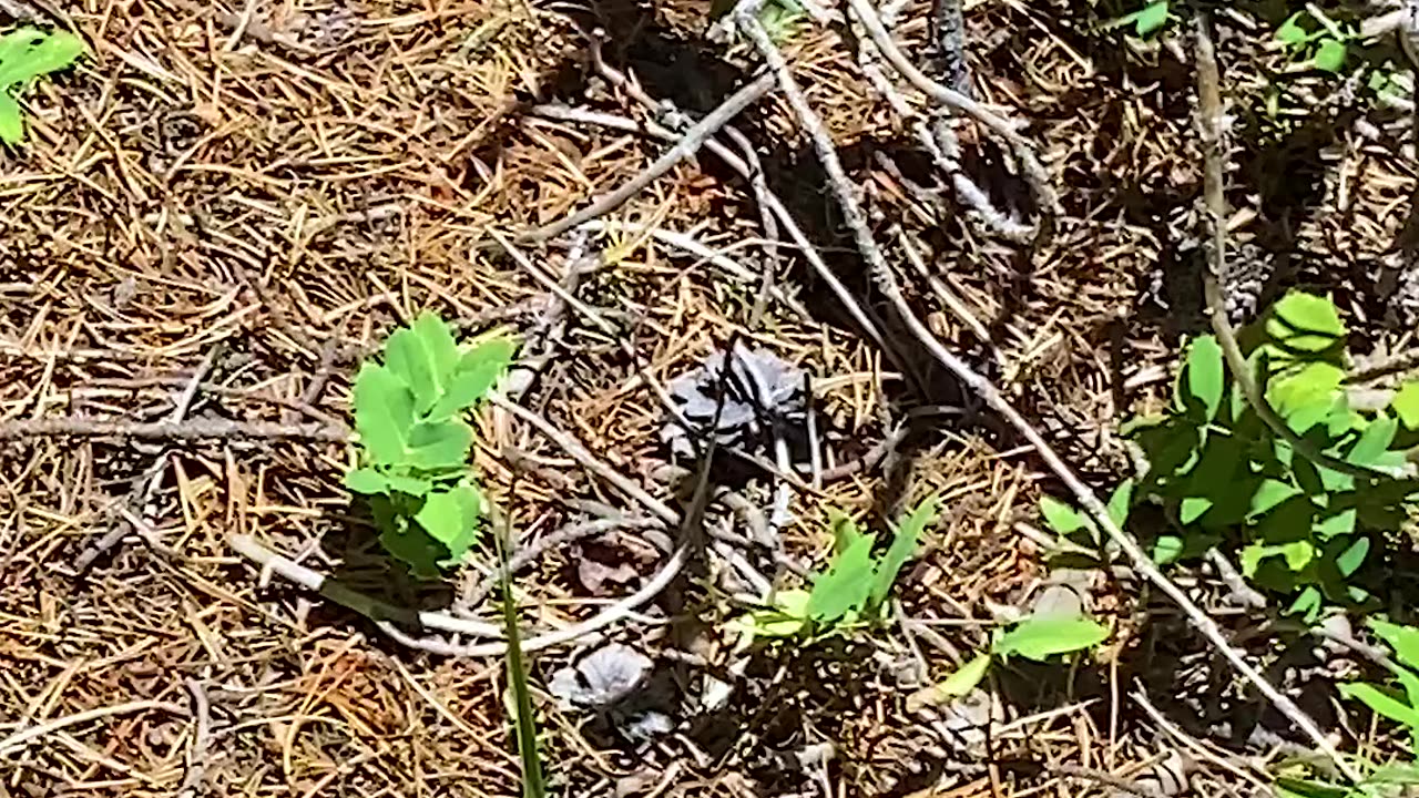 Hummingbird Moth Dines Mid Air