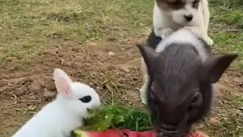 3 Amigos Adorable Pig, Puppy, & Rabbit