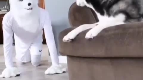 He really scared🤣🤣😂 Funny dog video 🤣#shorts