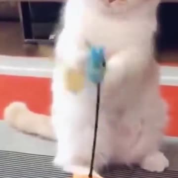 Cutest Try not to Laugh Kittens & Pups-4