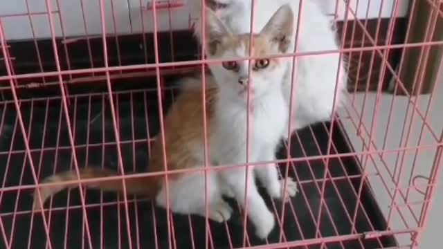 There is a kitten, it is small, its eyes are bright