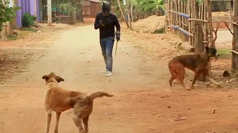 Disturb the dog😂😂Funny Dog| #viral