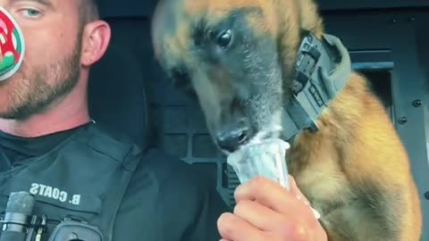 K9