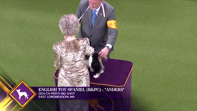 Group Judging For The Toy Group At The 2019 Westminster Kennel Club Dog Show - FOX SPORTS