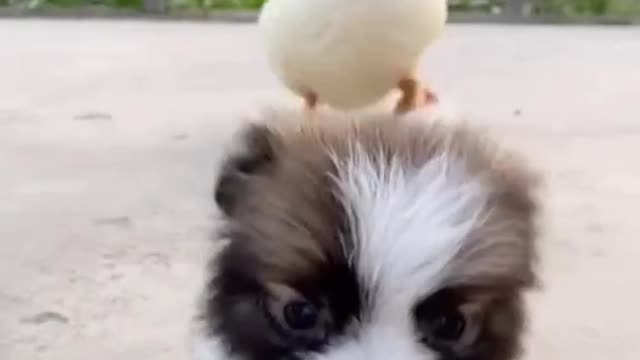 puppy and rooster funny fight