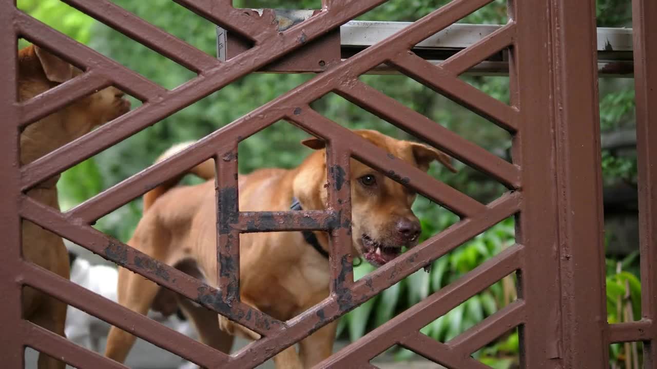 Frightful Guard Dog Barking Behind Fence