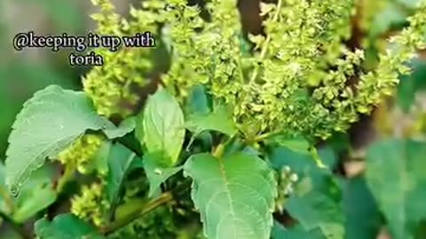 Power of scent leaf