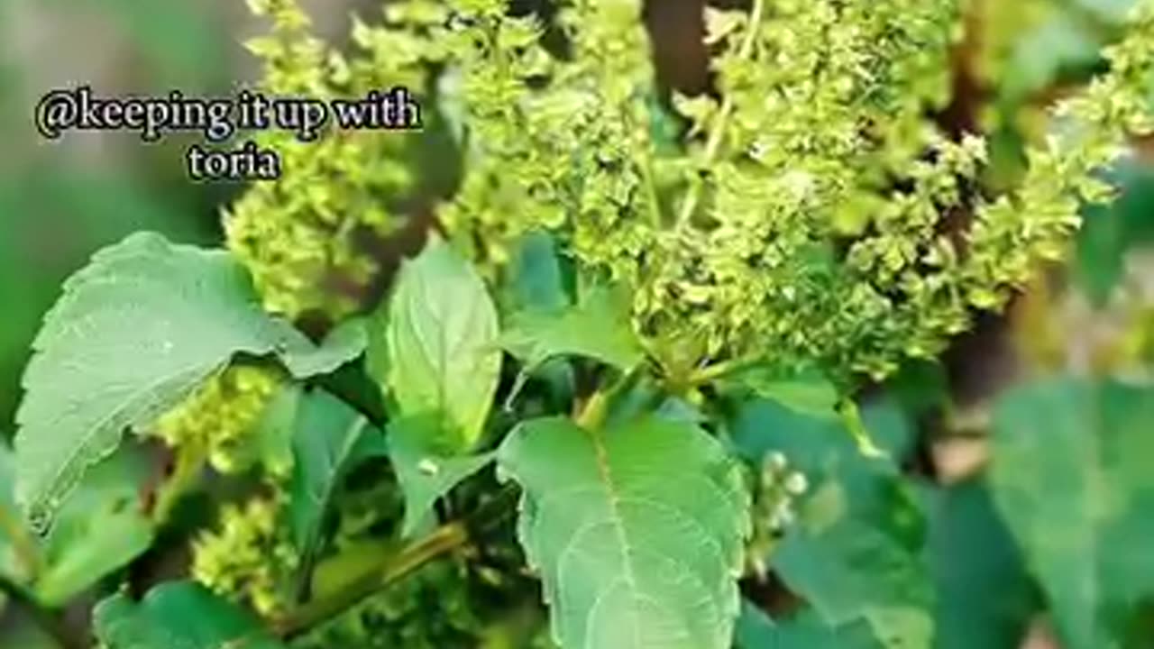 Power of scent leaf