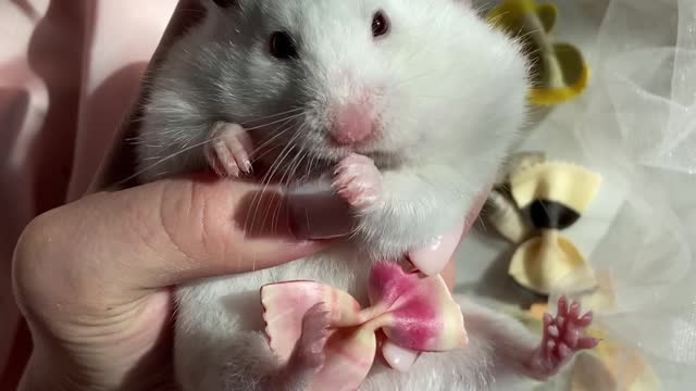 Adorable hamster eating rice