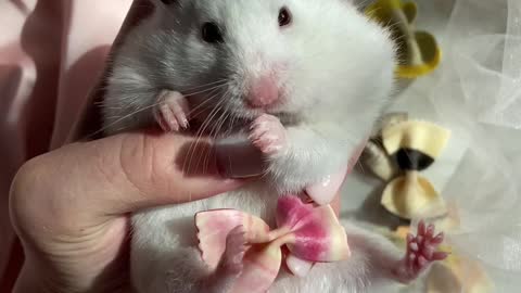 Adorable hamster eating rice