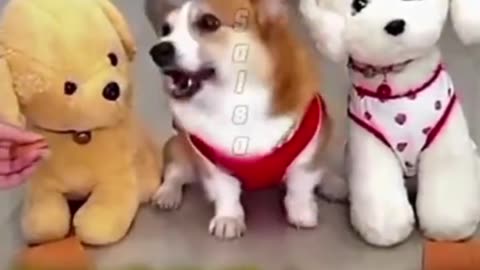 Very comical dog