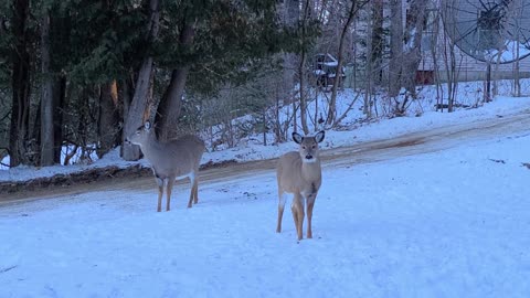 Shadow and Her Male Fawn