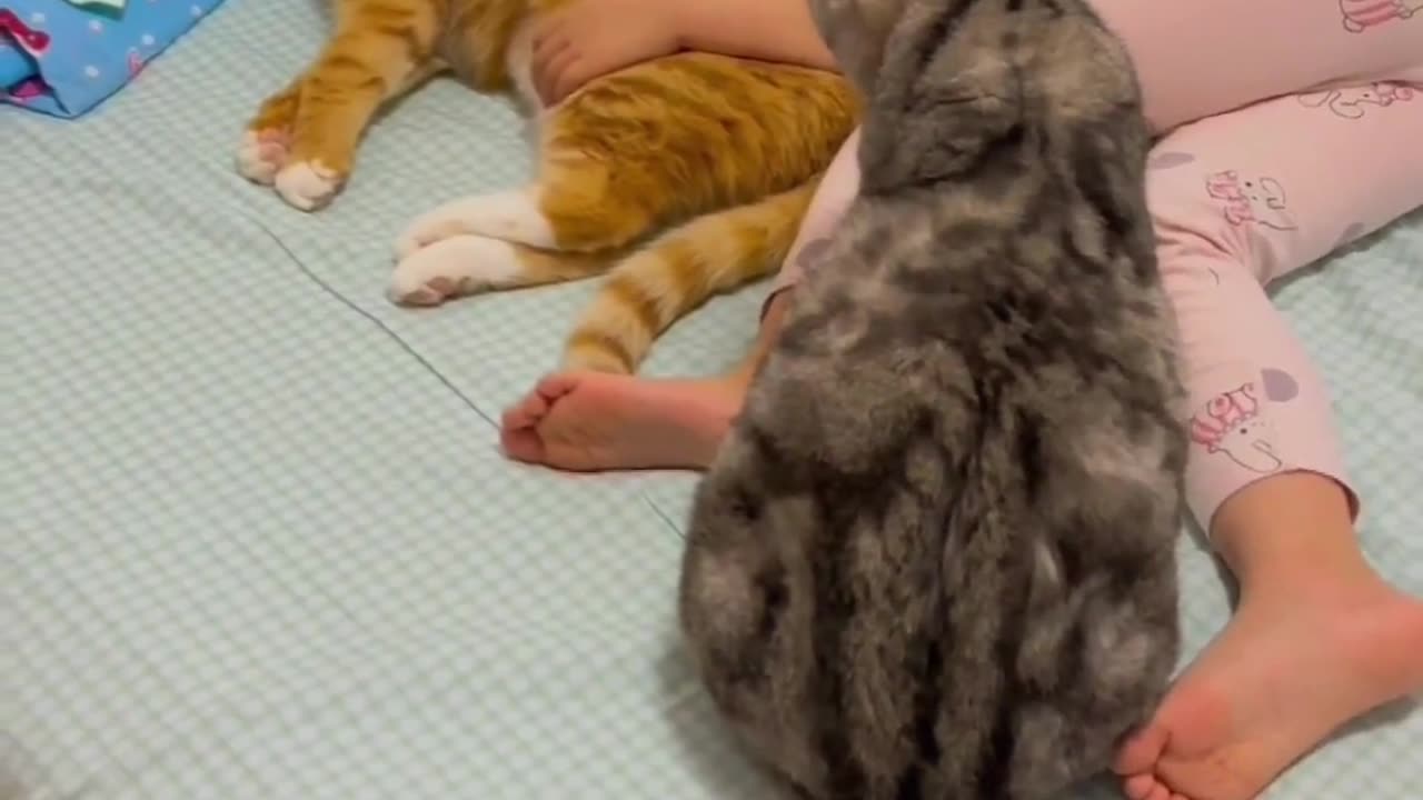 Cute Cats & Funny Cats 😍😍😅😅 #shorts #reels #cats #viral #mmvcats