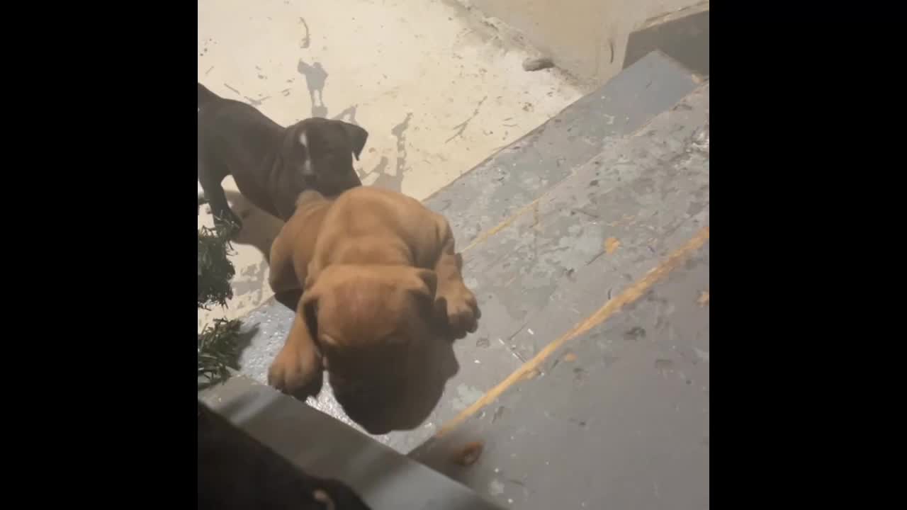 8 week puppies trying to climb up the stairs