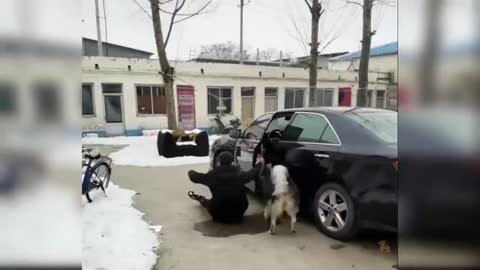 Cute dogs ever