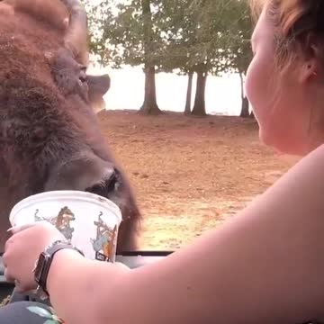 Bison is hungry