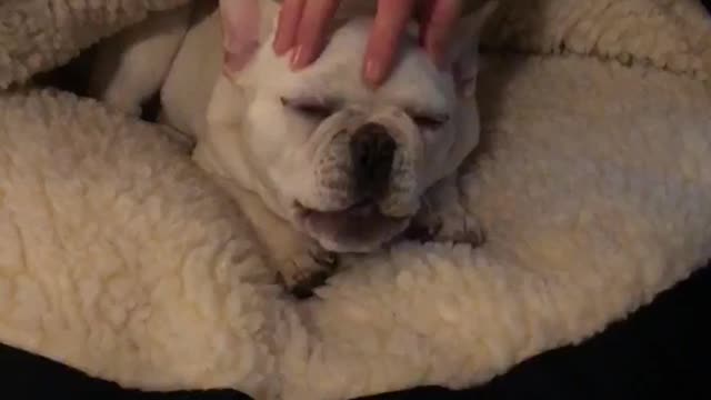 White bulldog gets head scratched on dog bed