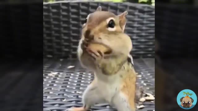 My pet is so cute 9