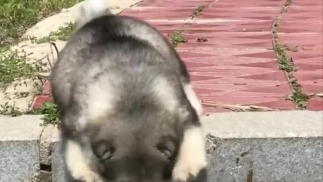 baby animals Video 1