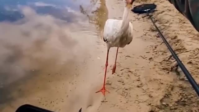 I met a bird on the beach