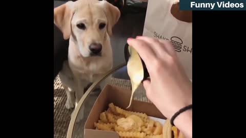 lovely doggies