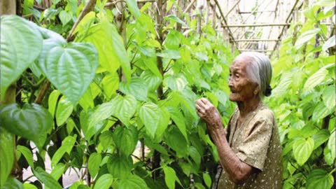 CTN - Giàn Trầu Của Mẹ