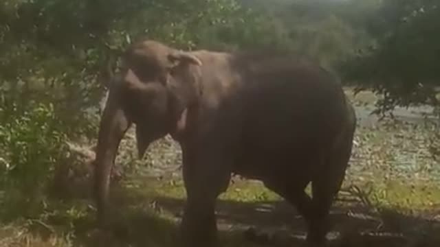 Elephant Food (Original)