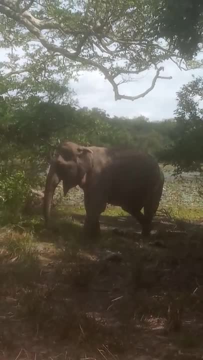 Elephant Food (Original)