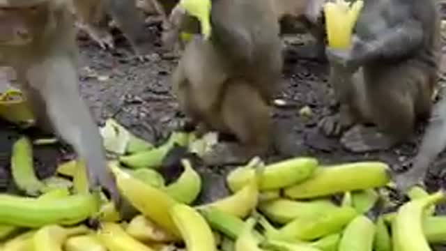 Monkey 🐒 eating Banana 🍌🍌 | naturemanual