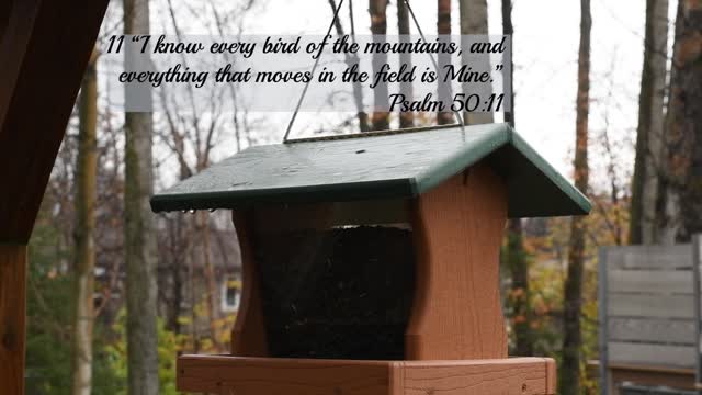 Alaska Chickadee's with Bible Verses