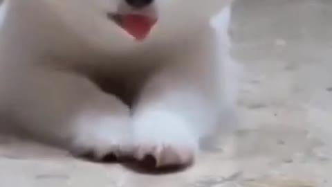 Cat loves to sit on owner's head while she works