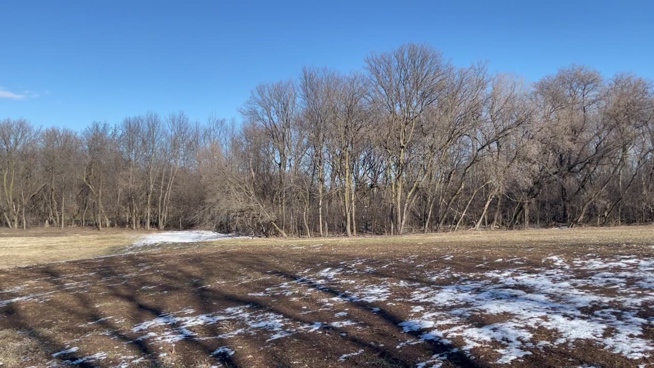 Stock Clip Treeline Winter 240218