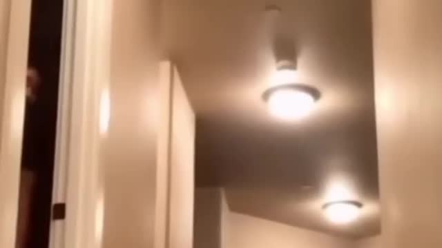 ments Viral Clips #shorts Video😂_ #trending #animals #funny #reels