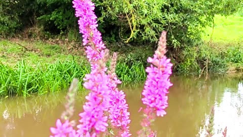 Ensemble Hesperi - Alloway House