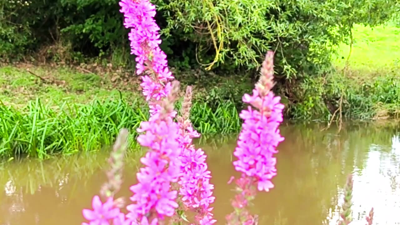 Ensemble Hesperi - Alloway House