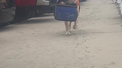 Dog Delivers Drinks