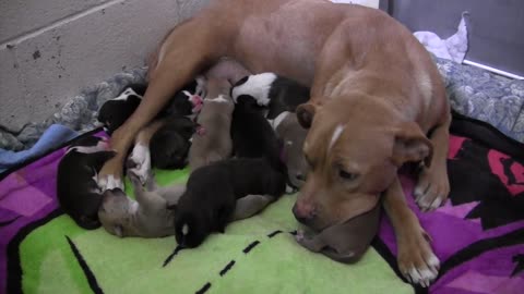 Mama Dog Was Bleeding When Her Owner Threw Her Out With Her 10 Newborn Puppies