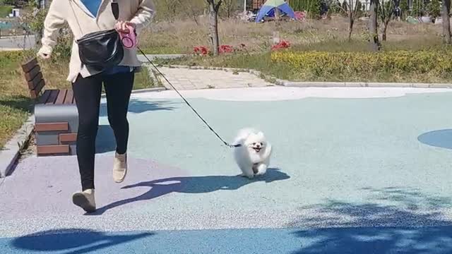 Pomeranians's best speed at running