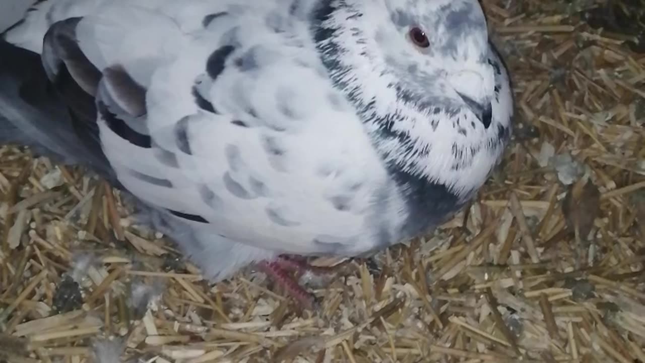Animals